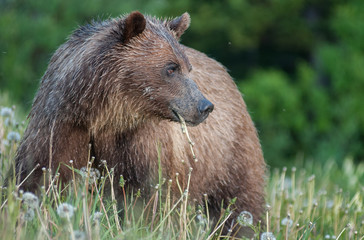 Grizzly bear in a protected area