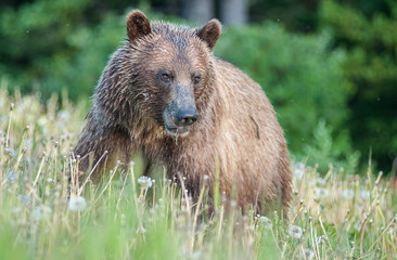 Grizzly bear in a protected area