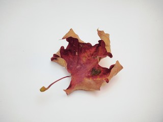 Dry fallen maple leaf on white background. Defoliation.