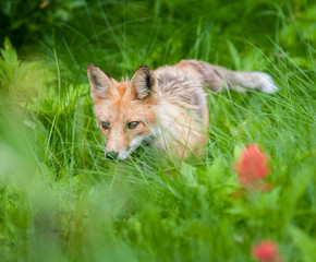 Red fox in wildflowers