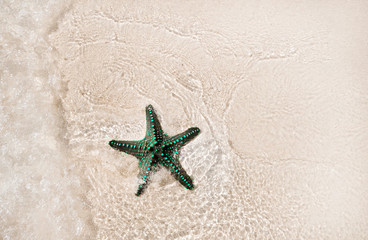 Fototapeta na wymiar Starfish shell on beach
