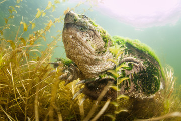 Common Snapping Turtle Underwater