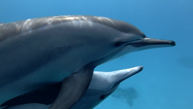 Mating of Spinner Dolphins - Stenella longirostris (Close-up)