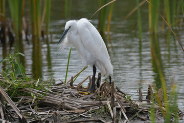 Seidenreiher Marievale Nature Reserve Südafrika