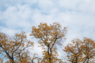 tree in autumn