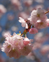 Pink Cherry Blossom Twig - closeup 