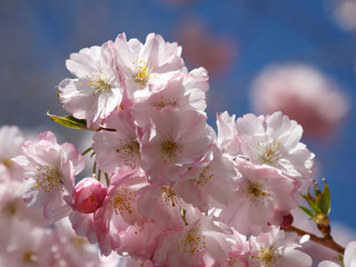 Pink Cherry Blossom Twig - closeup 