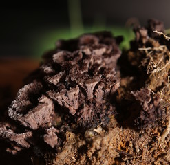 Unusual shot of Thelephora fungus with light from the side and green gleam