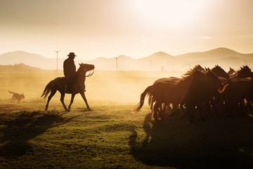 Fototapeta na wymiar Wild horses leads by a cowboy at sunset with dust in background.