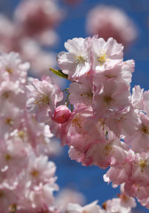 Pink Cherry Blossom Twig - closeup 