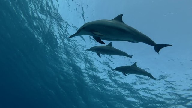 Group of tourist look at on a pod of Spinner dolphins - Stenella longirostris swims in the blue water. Underwater shot, Low-angle shot   