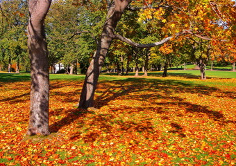 autumn maple trees in fall city park