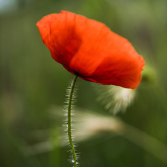 Obraz premium Mohnblume im Abendlicht 