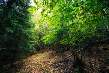 Obraz premium Leuchtende Wälder im Harz
