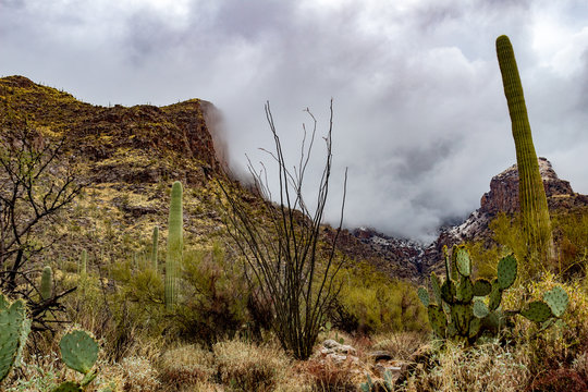 Snowfall in the Catalina Mountains on the Finger Rock hiking trail north of Tucson, Arizona. Beautiful Sonoran Desert landscape with saguaro cactus and a dusting of white in the higher elevations. © Charles