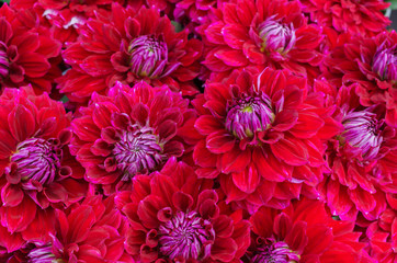 Beautiful red dahlias in the autumn garden in autumn.