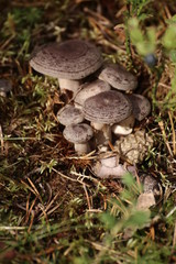 Group of Lactarius trivialis mushrooms in sepia tone