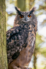 Eurasian Eagle Owl