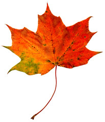 Natural colorful falling marple leaf isolated on white background. Autumnal element for design.