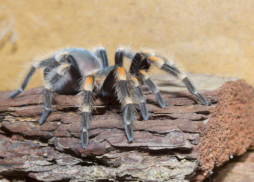 spider brachypelma smithi, age one year