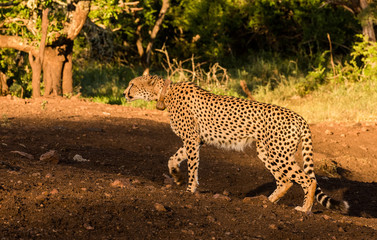 Fototapeta na wymiar A Cheetah Prowls in the Bush