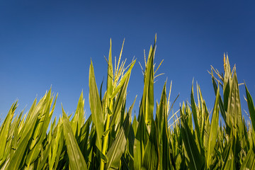 Corn Stalk with a Blue Sky in the Background