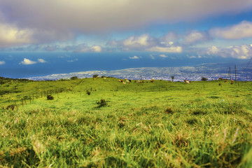 Fototapeta premium Green pastures with grazing cows in the countryside of Reunion island