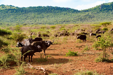 Naklejka na ściany i meble Herd of African Buffalo