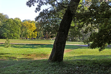 Old oak in autumn park "Oleksandriya" in Bila Tserkva, Ukraine