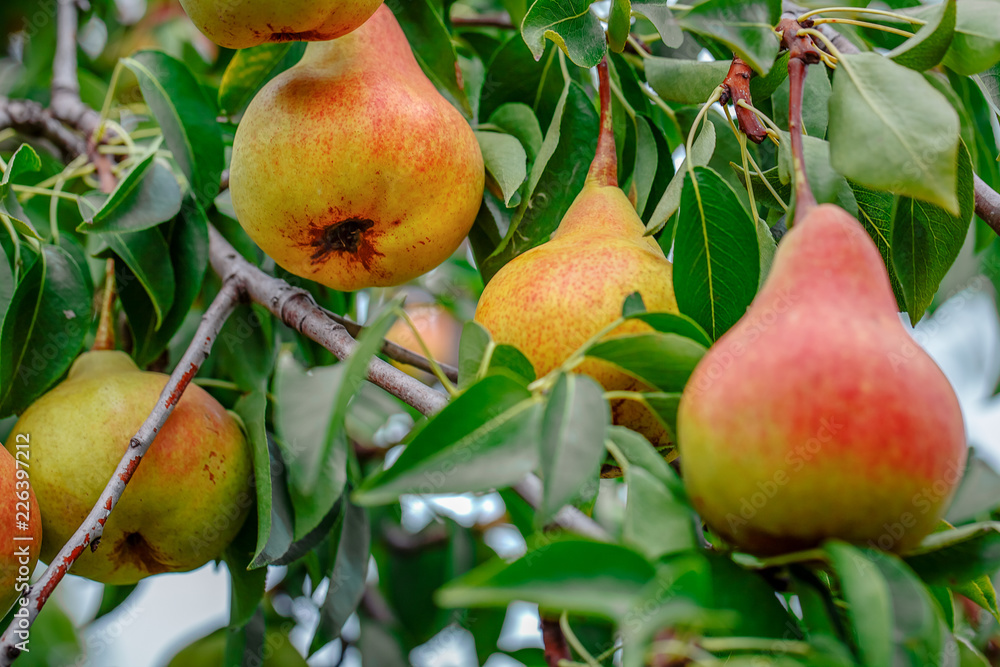 Wall mural fresh juicy pears on pear tree branch. organic pears in natural environment. crop of pears in summer