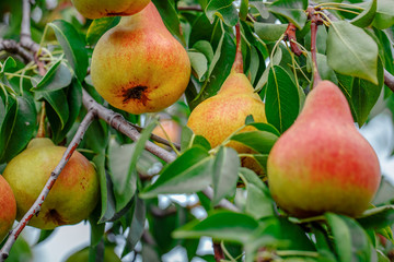 Fresh juicy pears on pear tree branch. Organic pears in natural environment. Crop of pears in summer garden