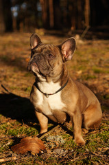 French Bulldog in the fall for a walk in the woods