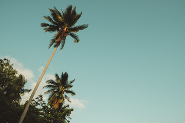 Palm tree over sky background.