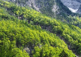 Spring forest in the mountains