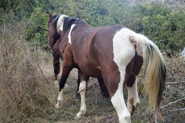 Caballos