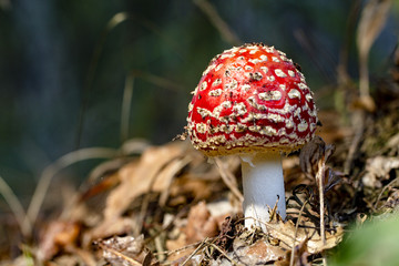 Amanita muscaria fly agaric red mushrooms with white spots in grass