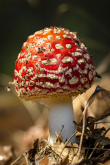 Amanita muscaria fly agaric red mushrooms with white spots in grass
