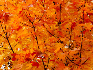 Orange maple leaves on the branches