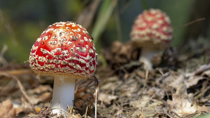 Amanita muscaria fly agaric red mushrooms with white spots in grass