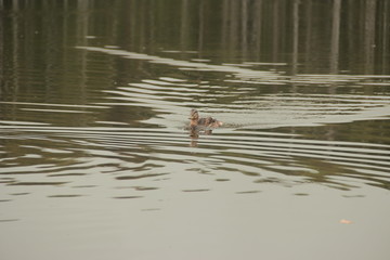 Ducks on the lake