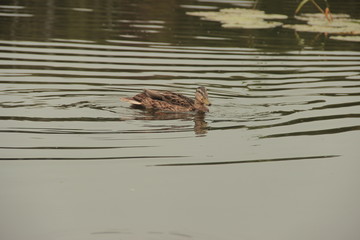 Ducks on the lake