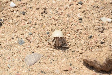 skorupiaki i insekty na plazy w egipcie © Iwona