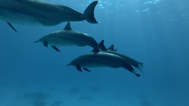 A group of pregnant female Spinner dolphins -  Stenella longirostris swims in the blue water over the sandy bottom