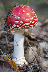 Amanita muscaria fly agaric red mushrooms with white spots in grass