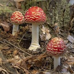Amanita muscaria fly agaric red mushrooms with white spots in grass