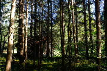 Wooden cabin on a clearing in broad sunlight as seen through dark forest
