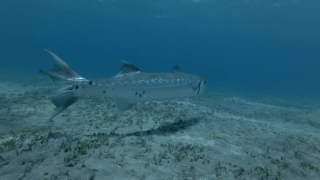 Great Barracuda - Sphyraena barracuda swim over the sandy bottom