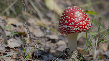 Amanita muscaria fly agaric red mushrooms with white spots in grass