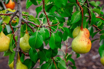 Pears on the tree. Selective focus