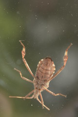wanze, Insekt, von unten, scheibe, makro, krabbeln
